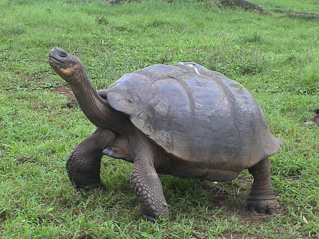 Galapagos tortoise