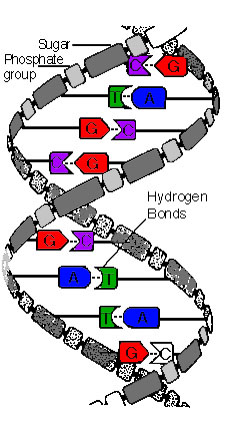 Diagram of DNA