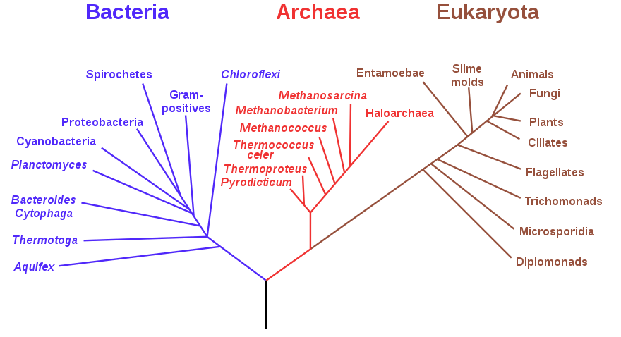 diagram of 3 domains of life in a phylogenetic tree 