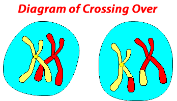 diagram of crossing over