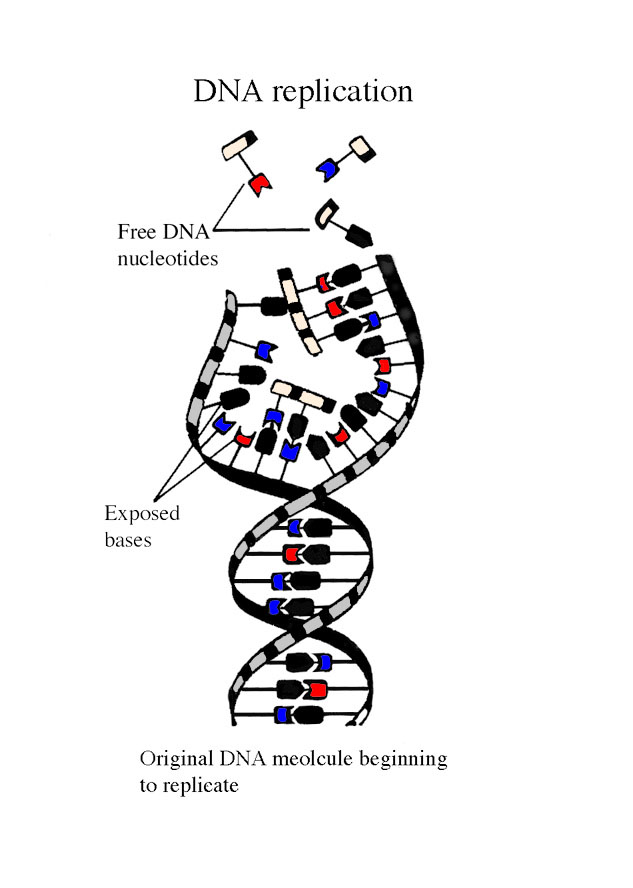 DNA replication