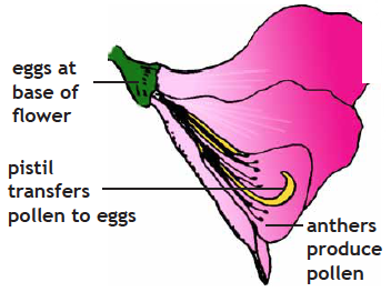 diagram with flower parts labelled