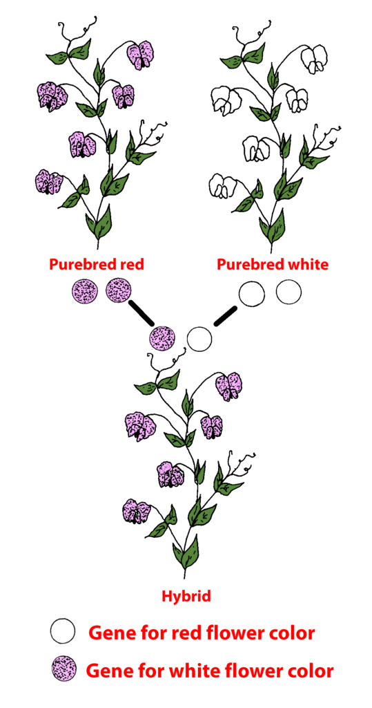 Diagram of hybrid pea plant