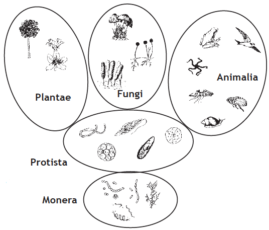 illustration of 5 kingdoms of life: plantae, fungi, protista, monera, and animalia