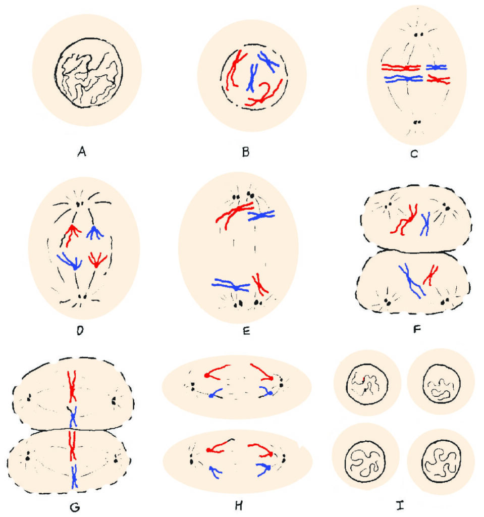 diagram - meiosis in anther of a flower