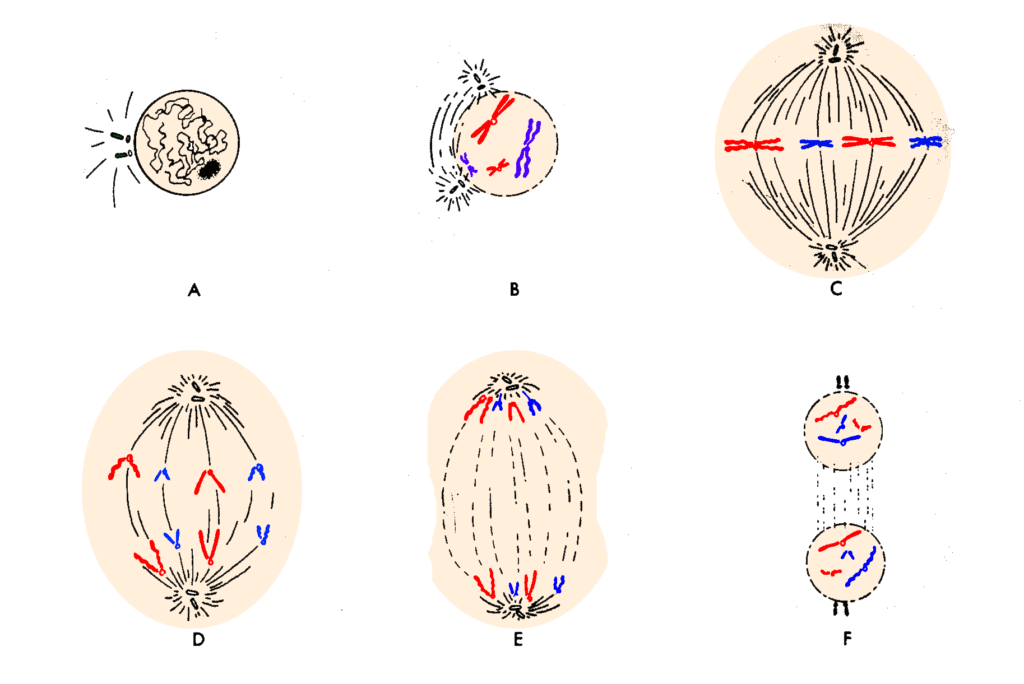 diagram showing mitosis