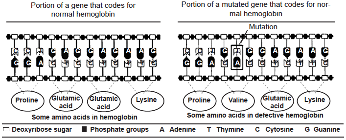 diagram of a mutation resulting in defect in hemoglobin DNA