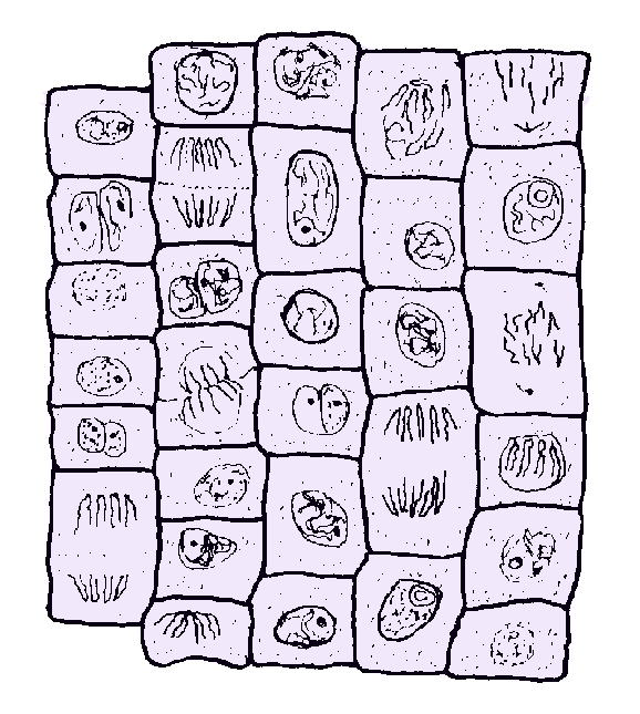 onion root diagram of cells