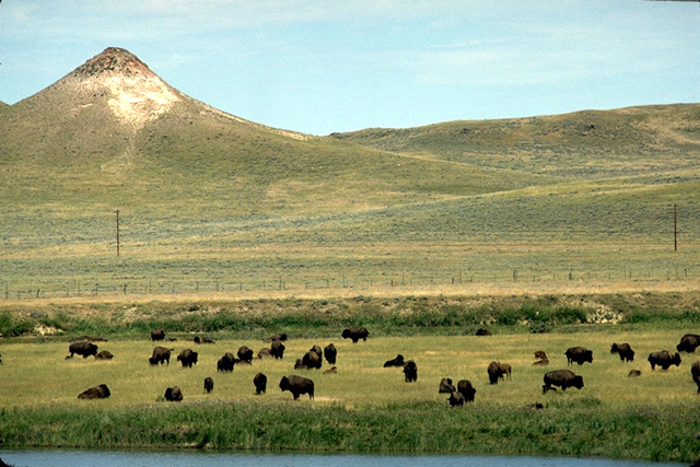 Bison on a prairie