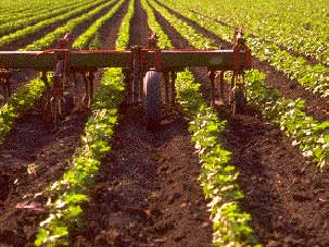 rows of crops on a farm