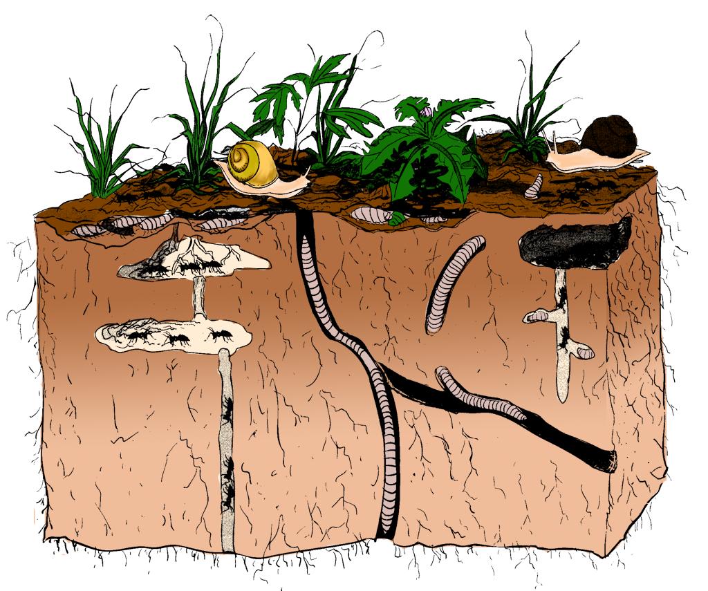 diagram of soil layers