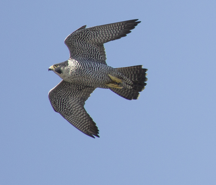 Peregrin falcon in flight