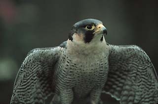 Peregrin falcon closeup