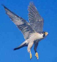 Peregrin falcon in flight