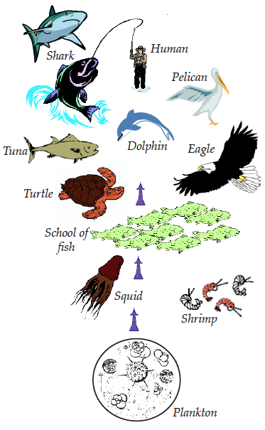 ocean food web