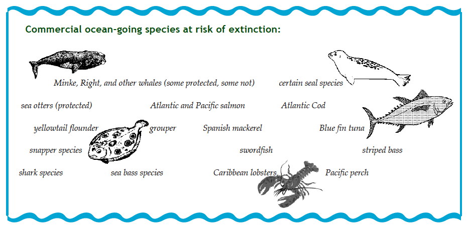 Some examples of ocean-going species at risk of extinction, including: Minke, Atlantic cod, Pacific Perch, Grouper, Atlantic and Pacific Salmon, among many others. 