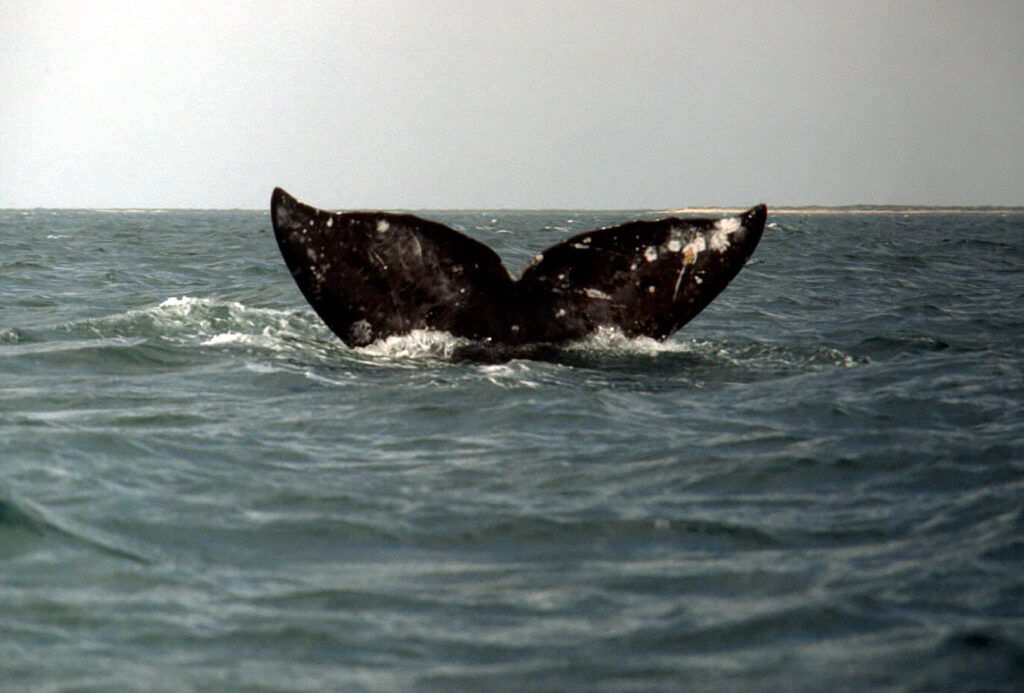 fluke of a whale