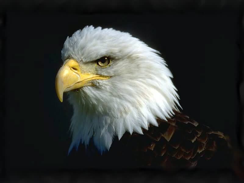 bald eagle