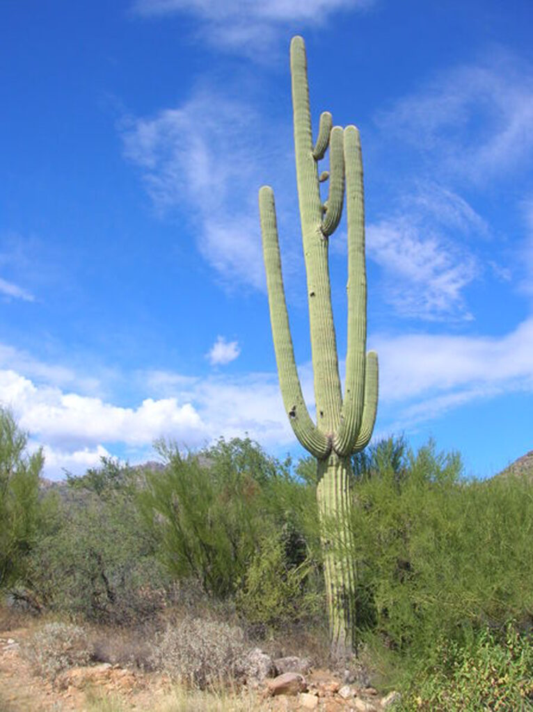 saguaro cactus