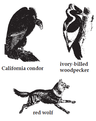 images of california condor, ivory billed wood pecker, and red wolf