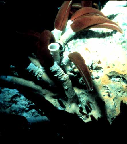 Giant tube worms at a deep sea vent. 