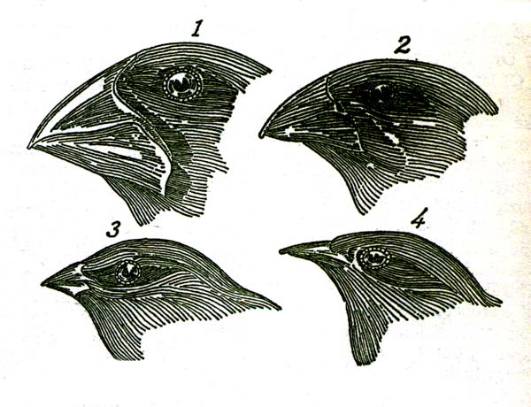 Drawings of finches from different islands in the Galapagos. 