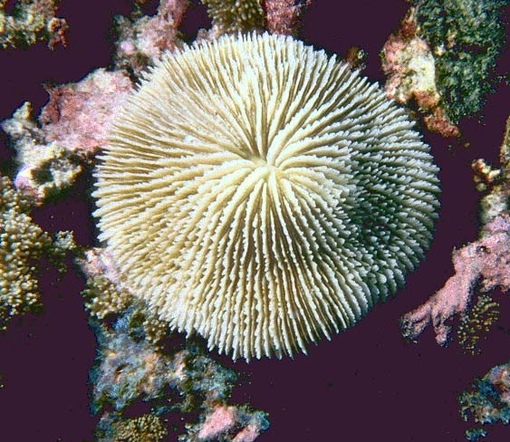 brain coral