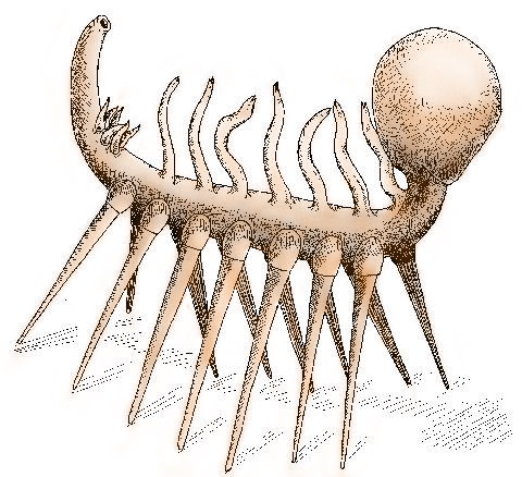 Animal from the Cambrian period. 14 legs.