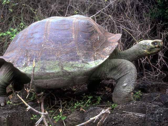 Galapagos tortoise like those seen by Darwin