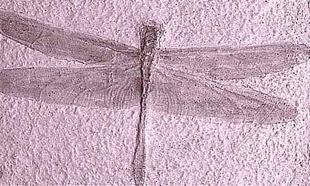 This beautifully preserved fossil of a dragonfly is from the Jurassic period. 