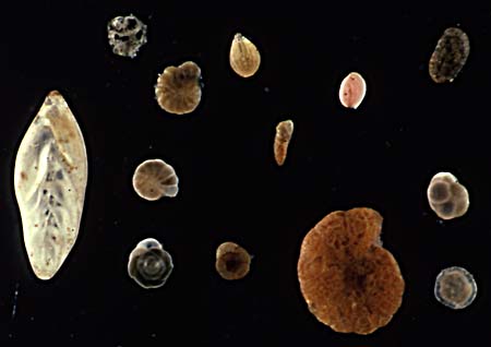 foraminifera