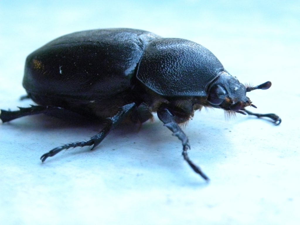 Rhinocerus Beetle Female Australia