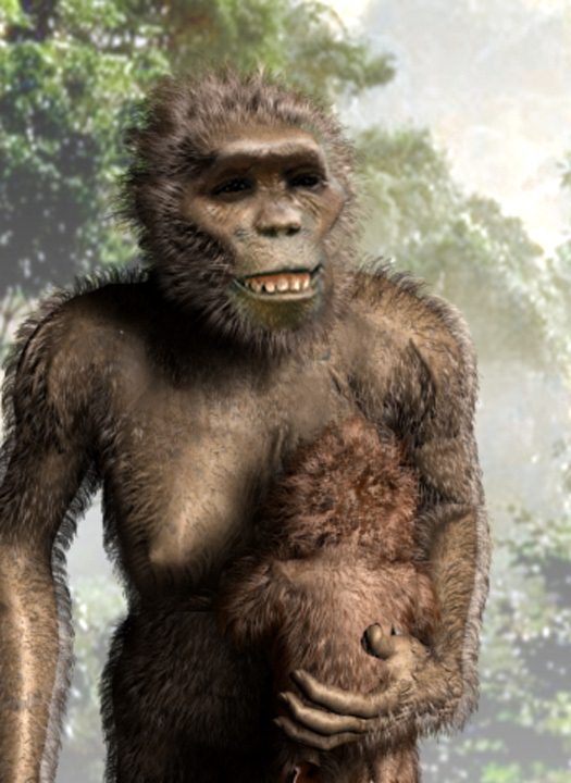 Illustration of Astralopithecus afarensis