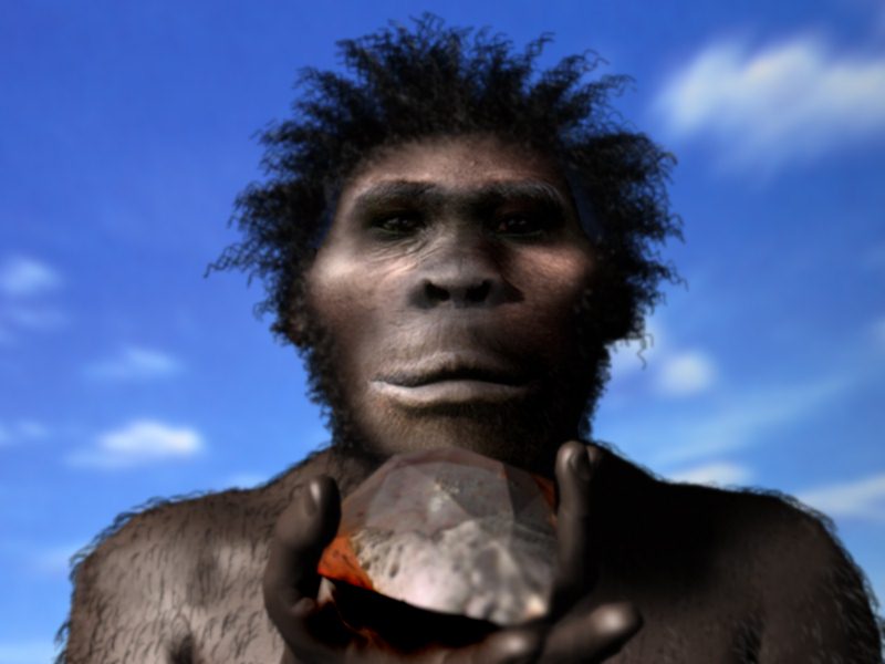 Illustration of Homo habilis