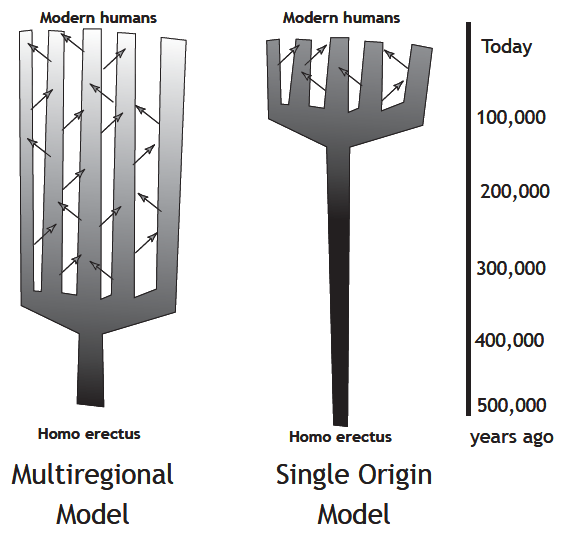 Evolution models for development of homo erectus to modern humans.