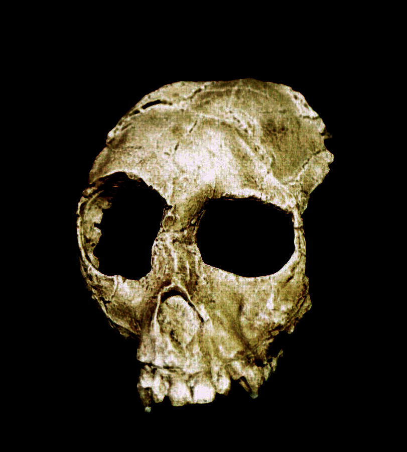 Photograph of proconsul skull 