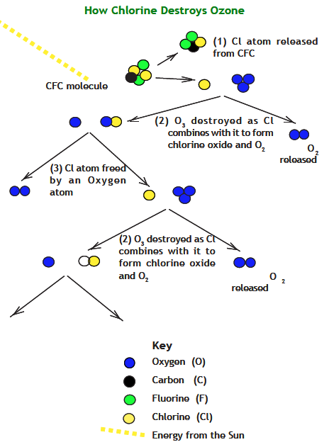 Diagram of how chlorine destroys ozone