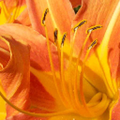 Lily medium resolution