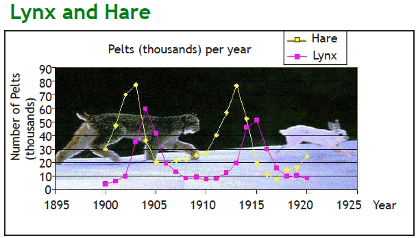 graph of Lynx and Hare populations, predator prey relationship
