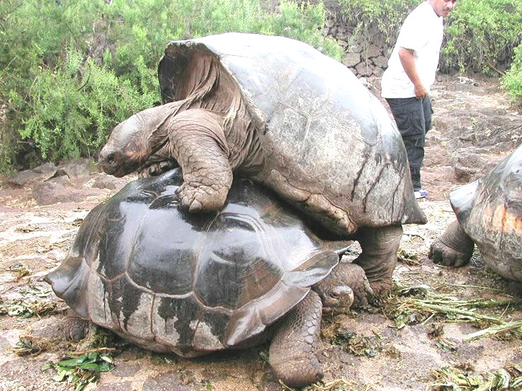 Tortoises