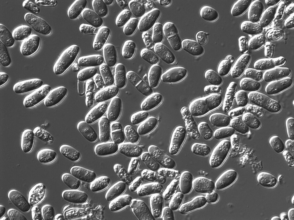 Yeast cells