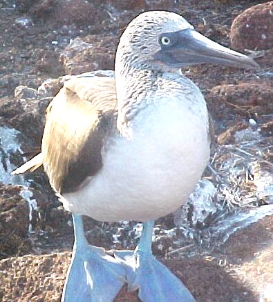 Blue footed booby