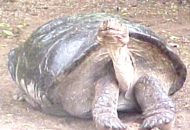 Lonesome George...tortoise