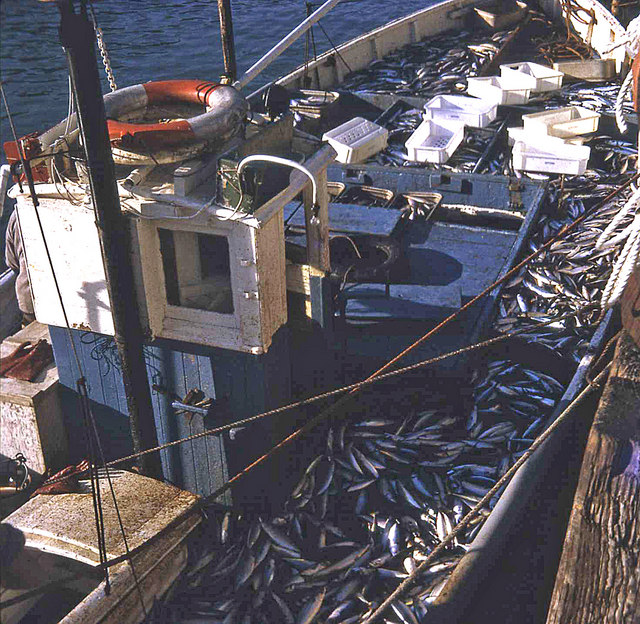 Mackerel boat at Looe - UK