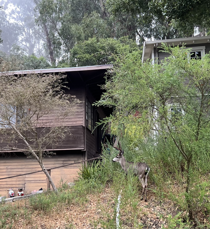 A buck in the Berkeley Hills.