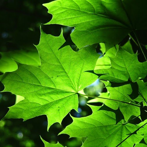 Light transmitted through leaves