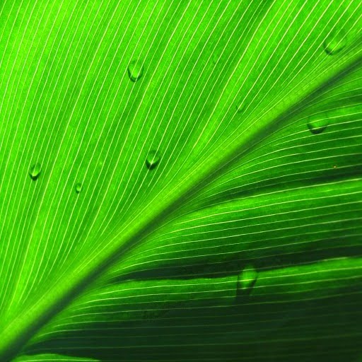 Light reflected from a leaf.