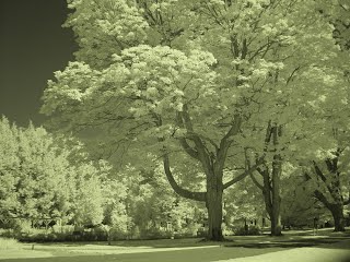 Tree landscape in near infrared light