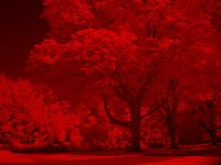 Near infrared data represented as red in displayed image.