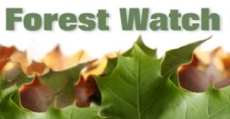 Forest Watch logo